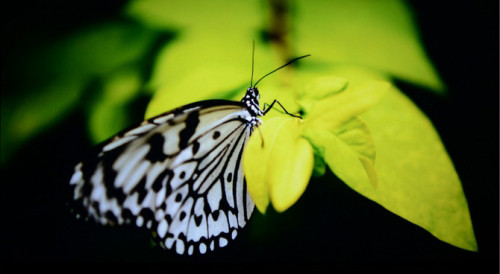 【风行电视49寸电视采用什么面板?】-天极问答